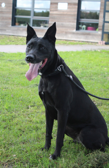 chien SORAYA