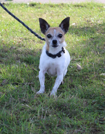 chien RACAILLE