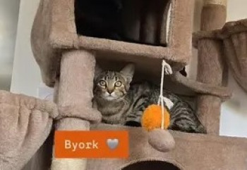 Byork