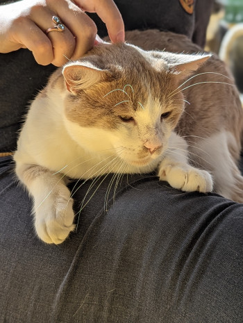 chat ASLAN