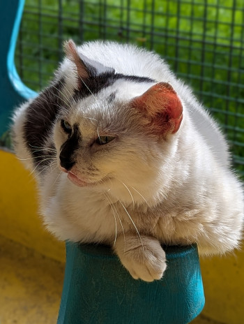 chat GEMIE