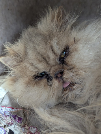 chat GOLDEN