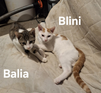 Blini