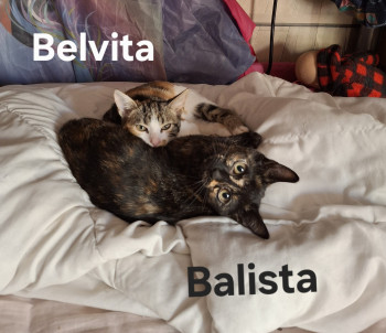 Balista