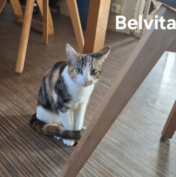 Belvita