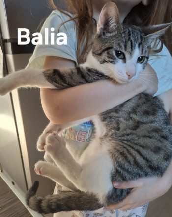 Balia