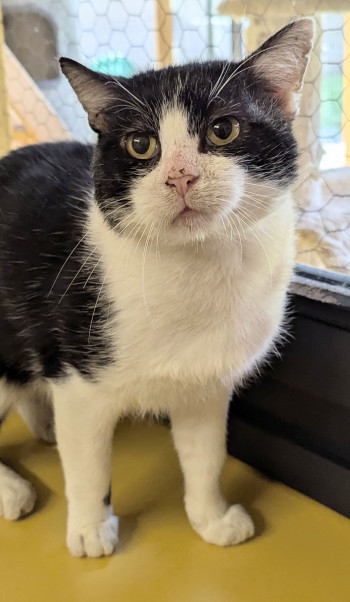 chat SCARFACE