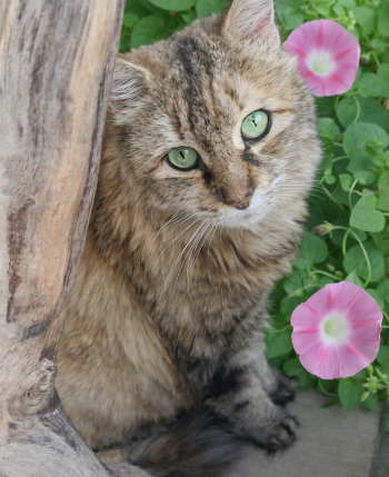 Tina