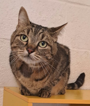 chat DIXIE (rdv pris)