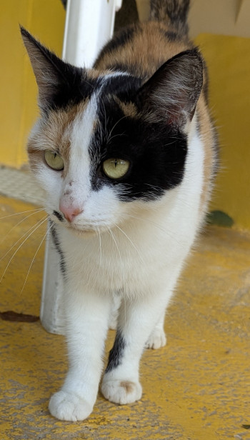 chat trixie