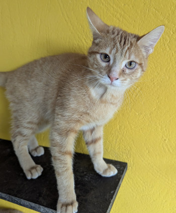 chat BERLIOZ (rdv pris)