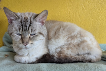 chat RIKLES (rdv pris)