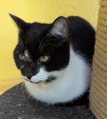 chat GATSBY