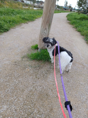 chien BOUNTY (rdv pris)