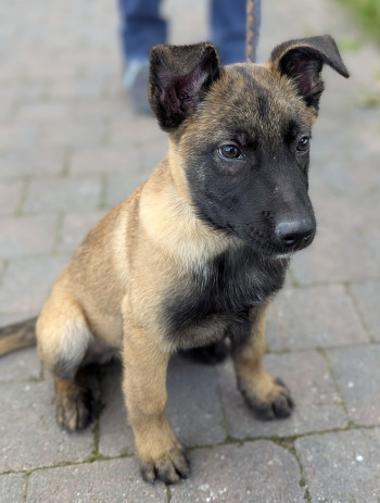 chien BLADE