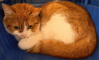 chat WILMA