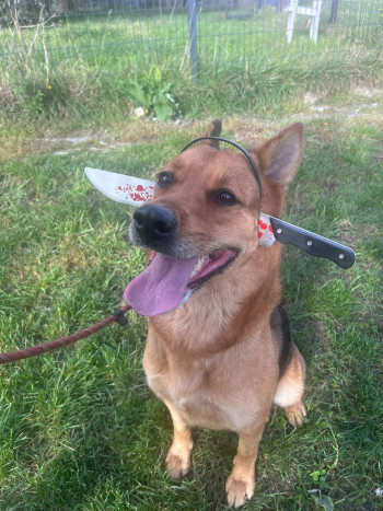 chien LASKA (rdv pris)