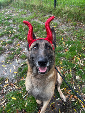 chien OLAF