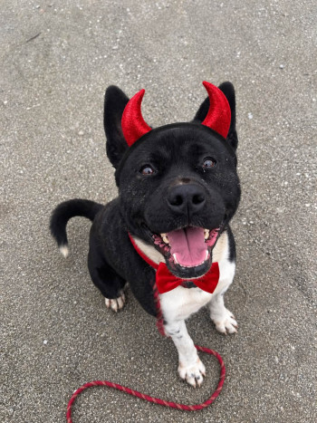 chien VENOM