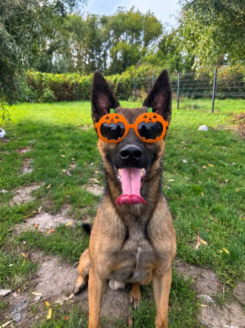 chien LAÏKO