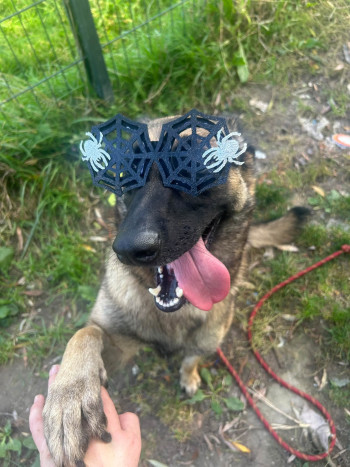 chien TOKYO (rdv pris)