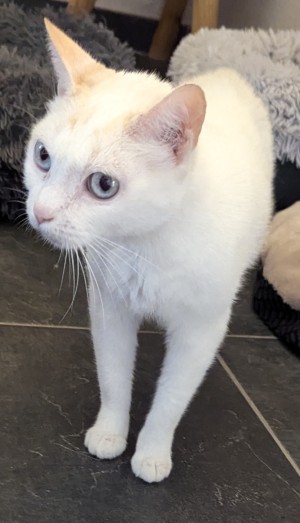 Photo LUNA 2
