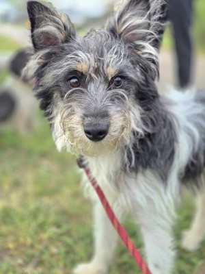 Photo chien POPY