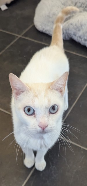 Photo chat LUNA