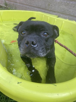 Photo chien MARLEY