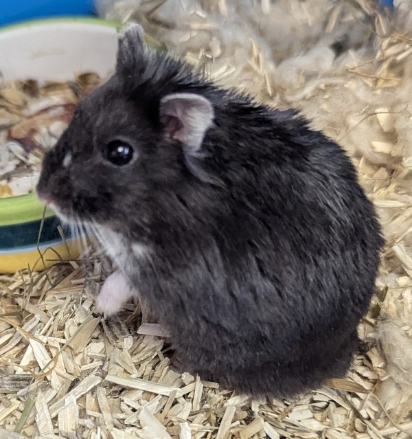 Photo HAMSTER M 2