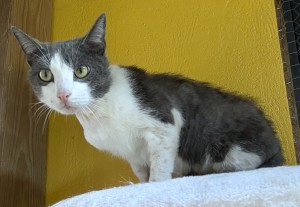 Photo PEPITO 2