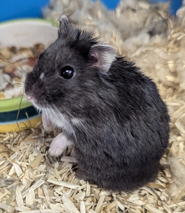 Photo nacs HAMSTER M
