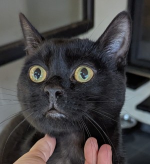Photo chat BANDIT