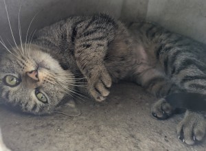 Photo NALA 2