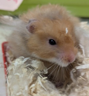 Photo HAMSTER M 2