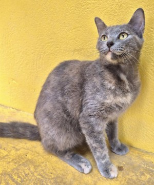 Photo BANZAÏ 2