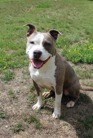Photo chien CALI