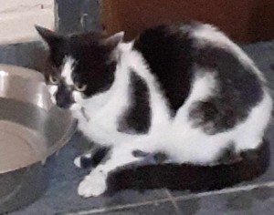 Photo chat ATHOS