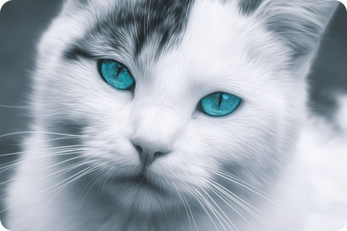 Qu’est-ce que le FIV